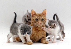 ginger kitty with kittens