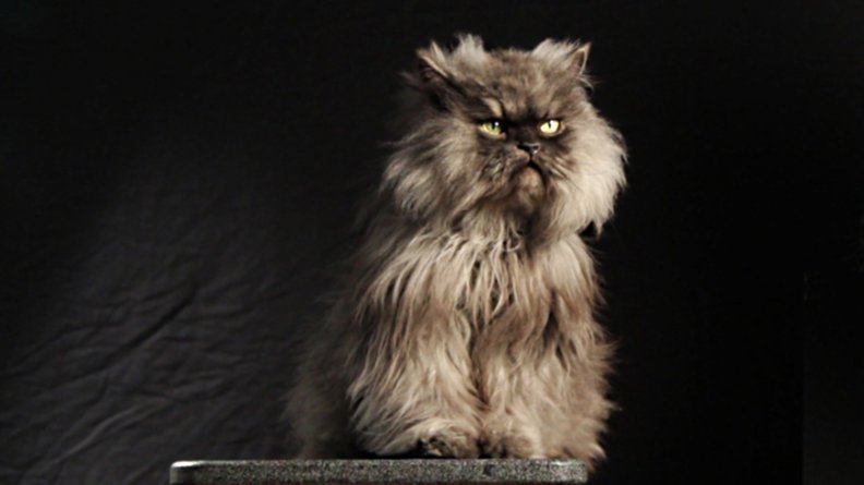 sitting_colonel_meow.jpg