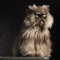sitting colonel meow