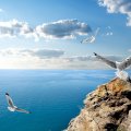 seagulls on rocks overlooking a clear black sea