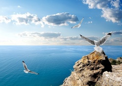 seagulls on rocks overlooking a clear black sea