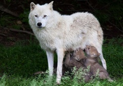 Wolf and Cubs