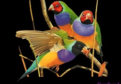 THREE GOULDIAN FINCHES