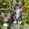 Sweet Kitties
