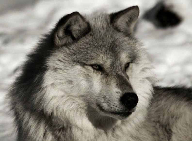 grey_wolf.jpg