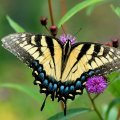 Iep tiger swallowtail