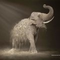 elephant,endangered
