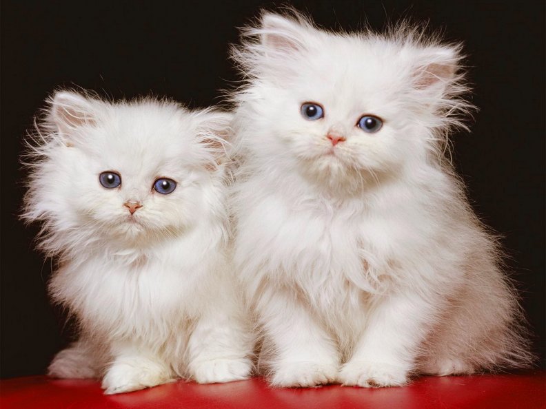 white_kittens.jpg