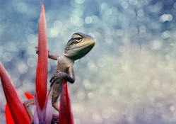 Cool Lizard Posing