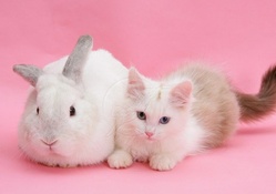 Birman kitten and white bunny