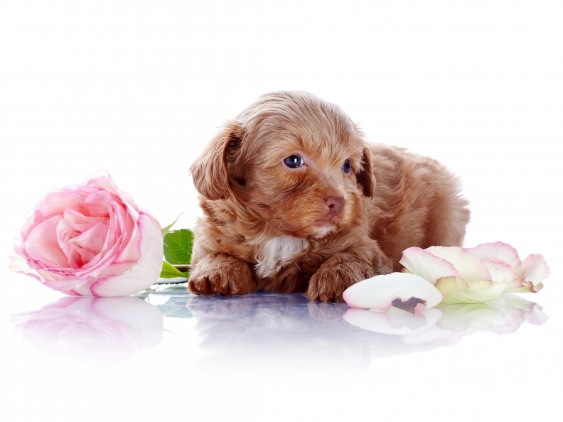 adorable_puppy.jpg