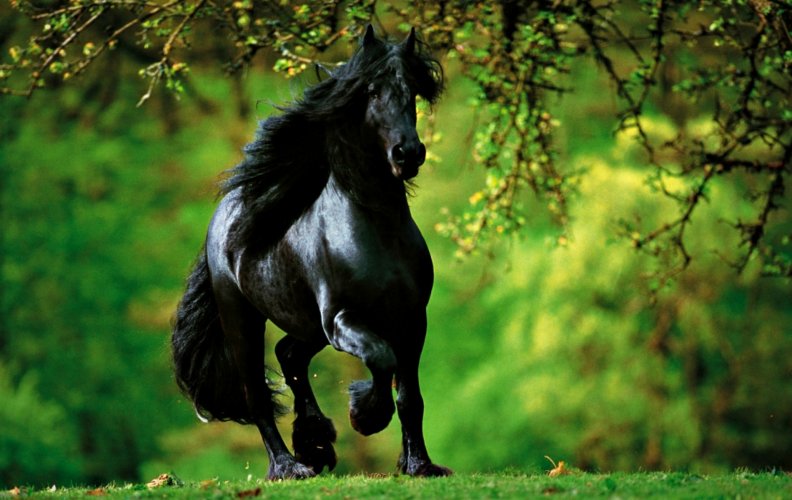 black_stallion.jpg