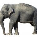 Great big elephant