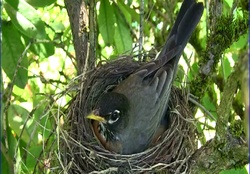 robin in her nest