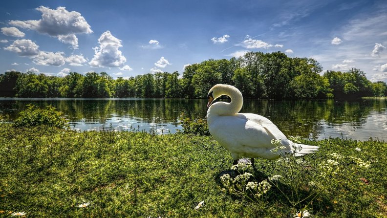 a_goose_on_a_lake_shore_hdr.jpg