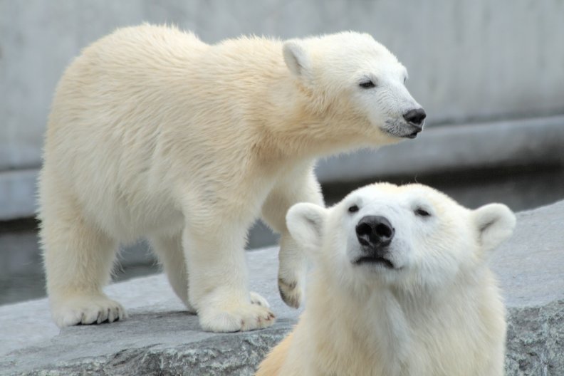 *** Polar bears ***