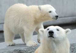 *** Polar bears ***