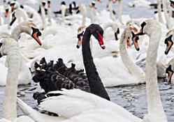 black and white swans