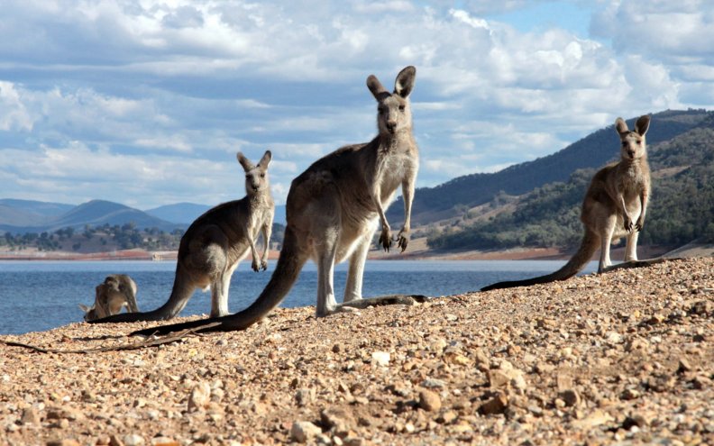 kangaroos_on_a_beach.jpg