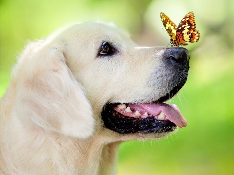 dog_and_butterfly.jpg