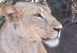 Lioness head