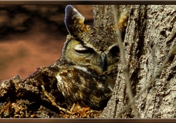 Sleepy Horned Owl