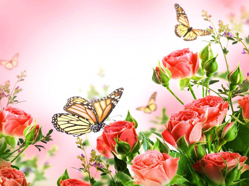 butterflies_and_roses.jpg