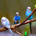 A Flock Of Budgies