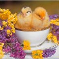 cute chicken in a teacup