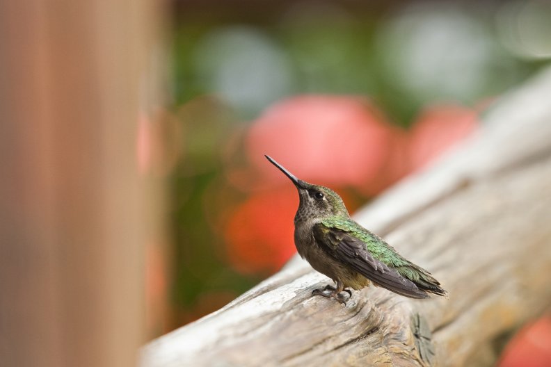 hummingbird 2013 online