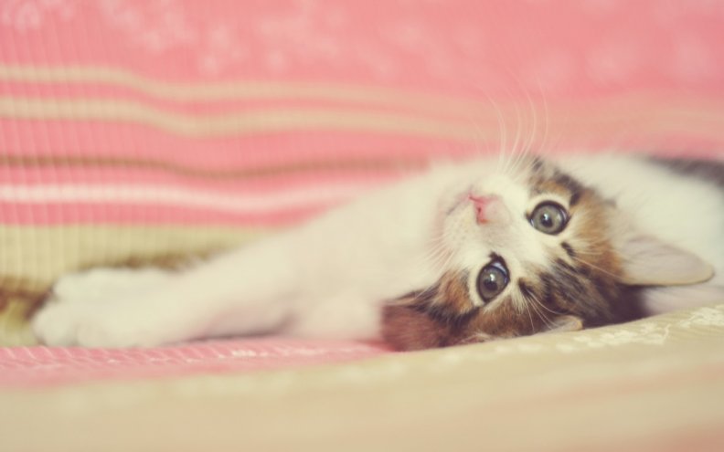 cute_kitty.jpg