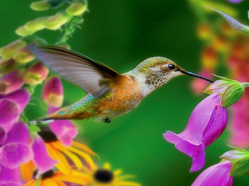 hummingbird exceed 8.0 Download