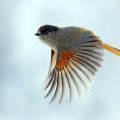 flying robin
