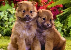 two cute puppies