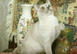 Burmese cat