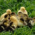 Spring ducklings