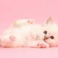 cute white fluffy on pink background