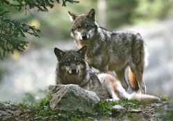 france wolves