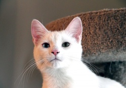 White Cat with Different Colored Eyes