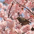 *** Bird on flowering tree ***