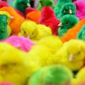 Chicks for Easter