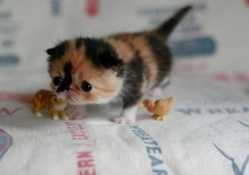 tiny kitty with toys