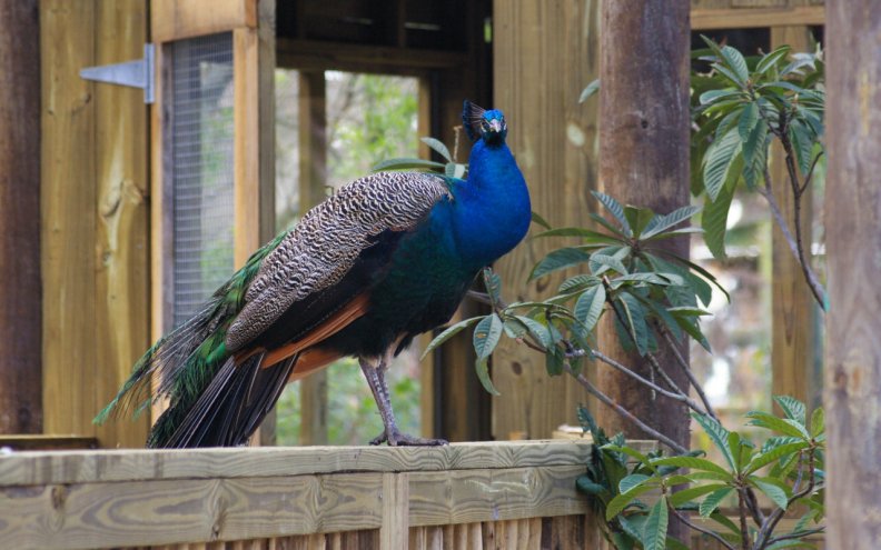 Peacock Perch 1