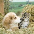 cute kitty and puppy