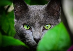Emerald eyes cat