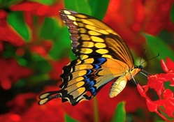 King butterfly