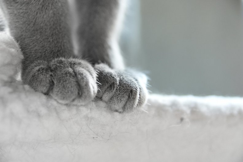 cat_paws.jpg