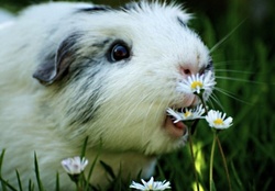 flowereating guinea pig