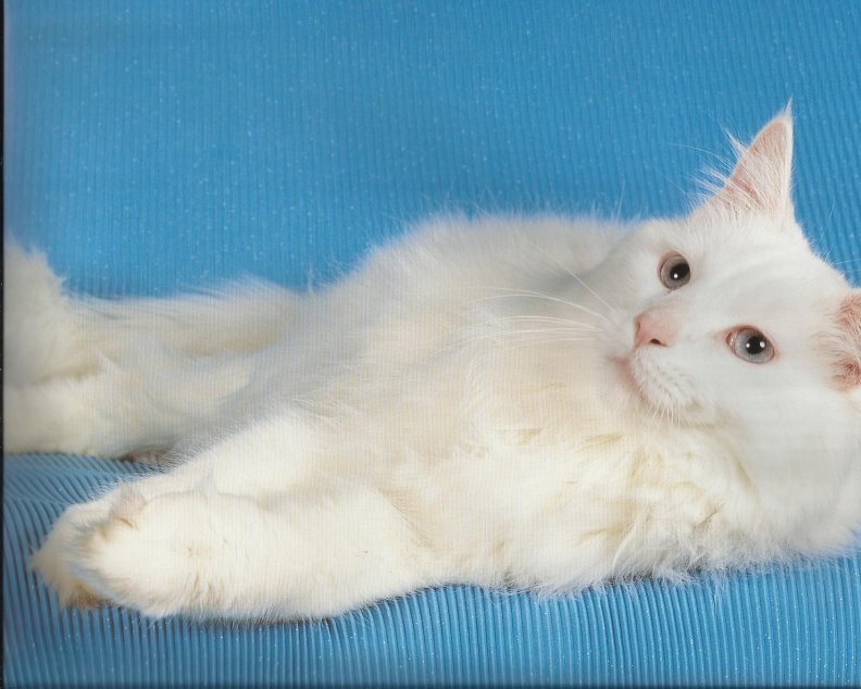white_cat.jpg