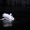 Solitary swan